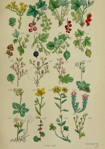 Reproducción/Reproduction 7507487950: British wild flowers.. London,J. Van Voorst,1876.