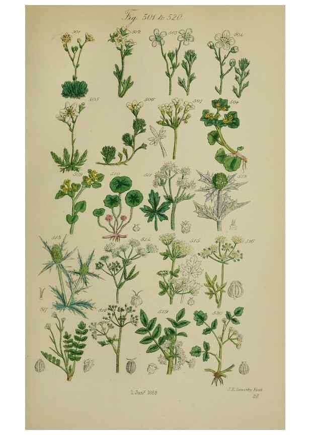 Reproducción/Reproduction 7507489310: British wild flowers.. London,J. Van Voorst,1876.