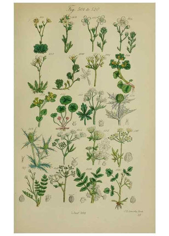 Reproducción/Reproduction 7507489310: British wild flowers.. London,J. Van Voorst,1876.