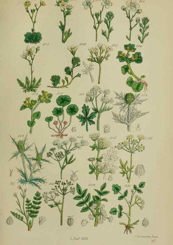 Reproducción/Reproduction 7507489310: British wild flowers.. London,J. Van Voorst,1876.