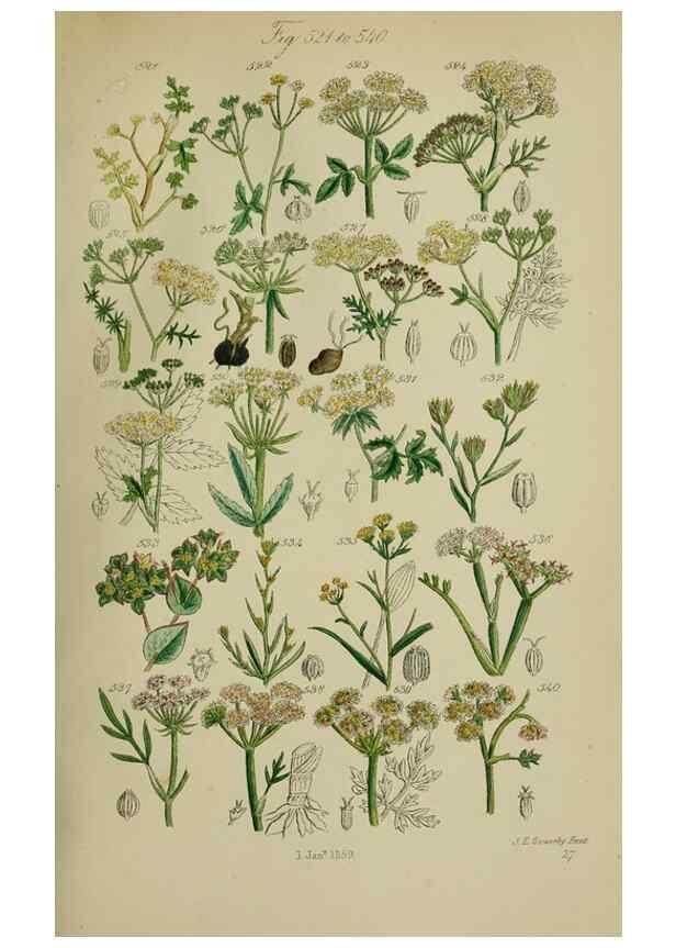 Reproducción/Reproduction 7507490750: British wild flowers.. London,J. Van Voorst,1876.