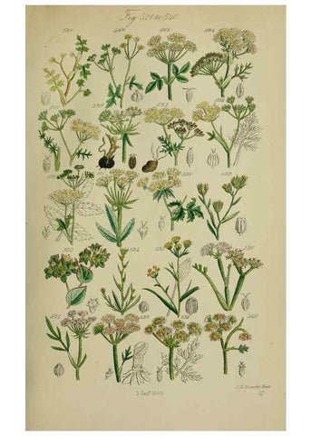 Reproducción/Reproduction 7507490750: British wild flowers.. London,J. Van Voorst,1876.