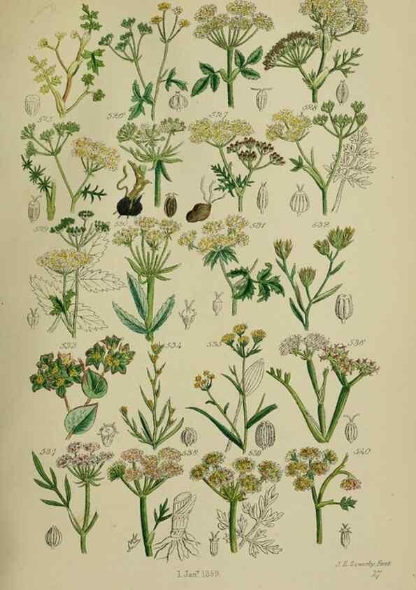 Reproducción/Reproduction 7507490750: British wild flowers.. London,J. Van Voorst,1876.