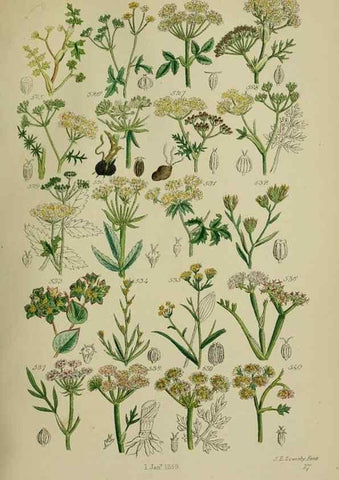 Reproducción/Reproduction 7507490750: British wild flowers.. London,J. Van Voorst,1876.