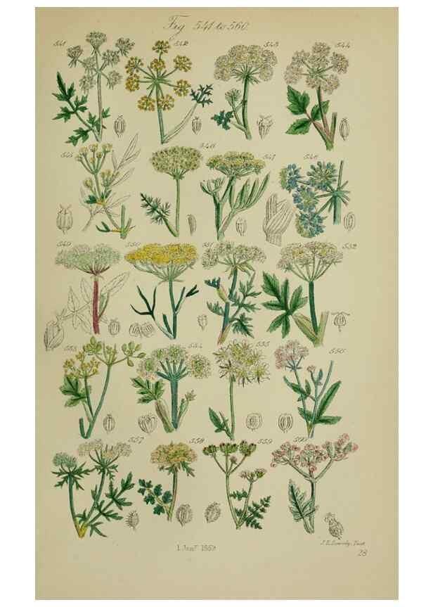 Reproducción/Reproduction 7507492166: British wild flowers.. London,J. Van Voorst,1876.