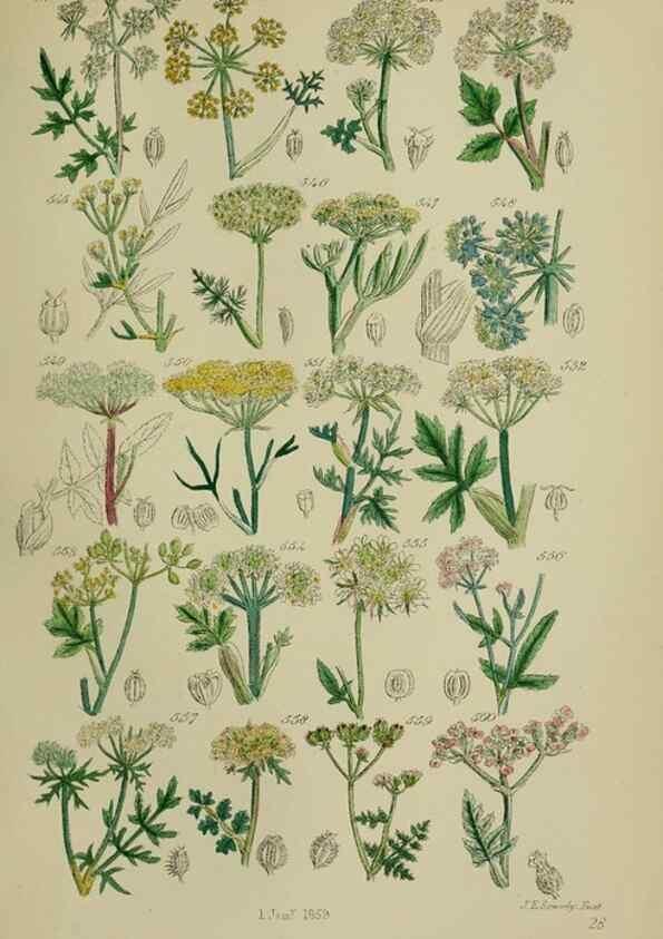 Reproducción/Reproduction 7507492166: British wild flowers.. London,J. Van Voorst,1876.