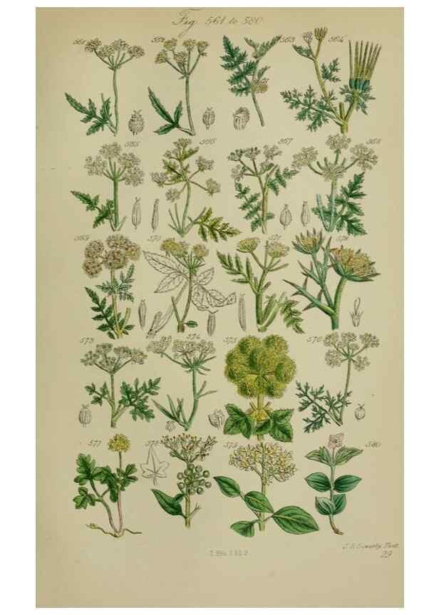 Reproducción/Reproduction 7507493596: British wild flowers.. London,J. Van Voorst,1876.
