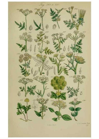 Reproducción/Reproduction 7507493596: British wild flowers.. London,J. Van Voorst,1876.