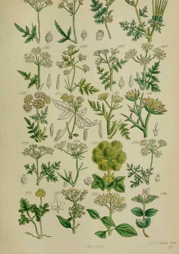 Reproducción/Reproduction 7507493596: British wild flowers.. London,J. Van Voorst,1876.