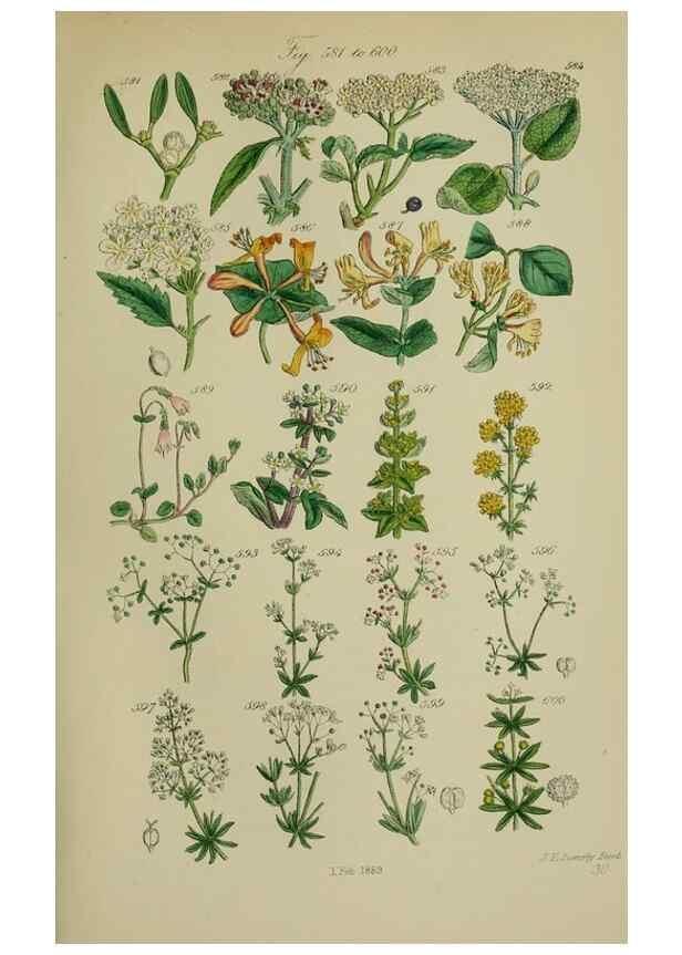 Reproducción/Reproduction 7507494822: British wild flowers.. London,J. Van Voorst,1876.