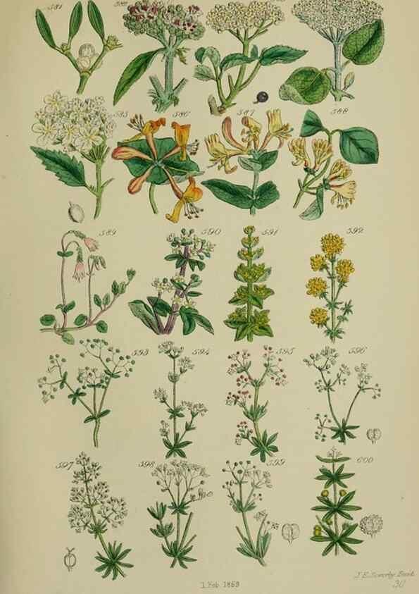 Reproducción/Reproduction 7507494822: British wild flowers.. London,J. Van Voorst,1876.