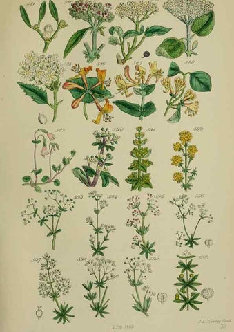 Reproducción/Reproduction 7507494822: British wild flowers.. London,J. Van Voorst,1876.