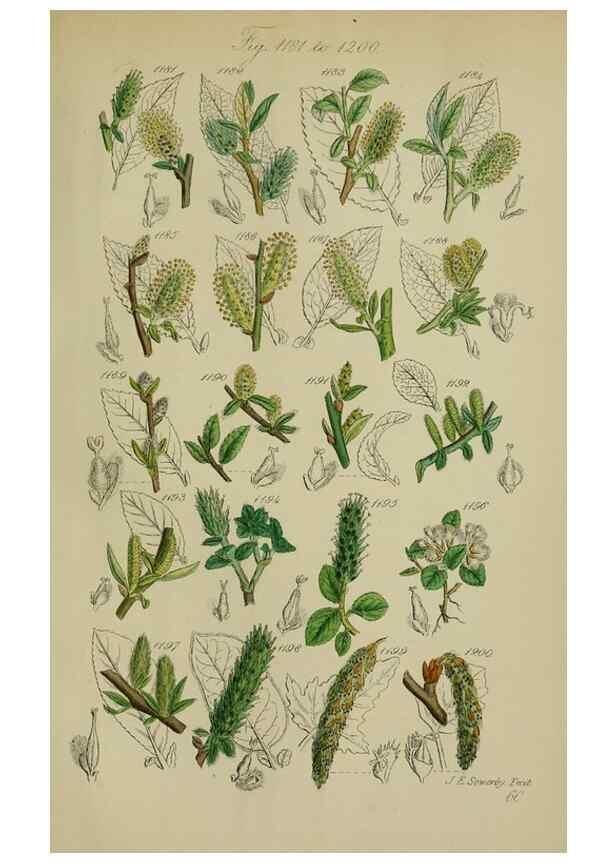 Reproducción/Reproduction 7507538108: British wild flowers.. London,J. Van Voorst,1876.
