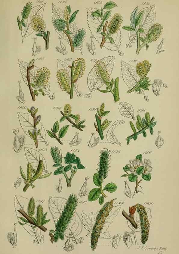 Reproducción/Reproduction 7507538108: British wild flowers.. London,J. Van Voorst,1876.