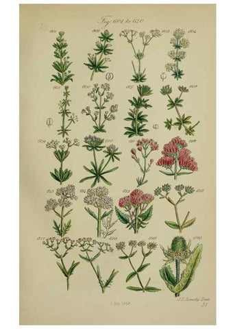 Reproducción/Reproduction 7507496434: British wild flowers.. London,J. Van Voorst,1876.