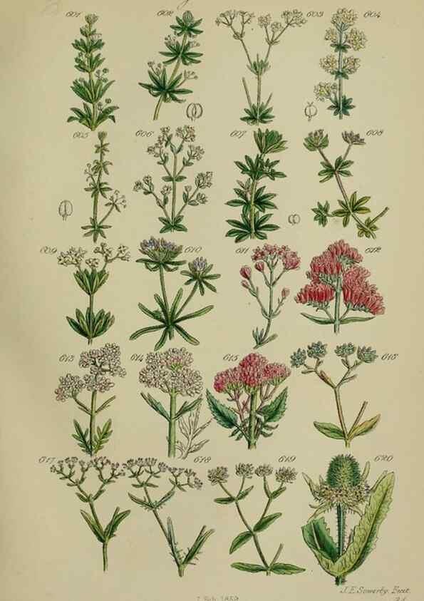 Reproducción/Reproduction 7507496434: British wild flowers.. London,J. Van Voorst,1876.