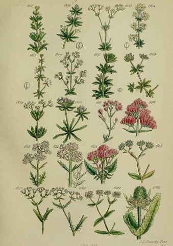 Reproducción/Reproduction 7507496434: British wild flowers.. London,J. Van Voorst,1876.