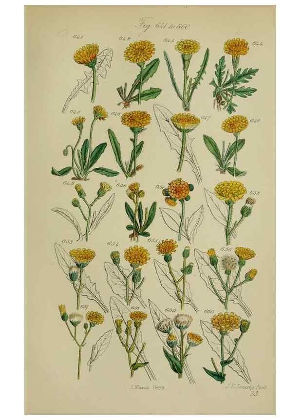 Reproducción/Reproduction 7507499022: British wild flowers.. London,J. Van Voorst,1876.
