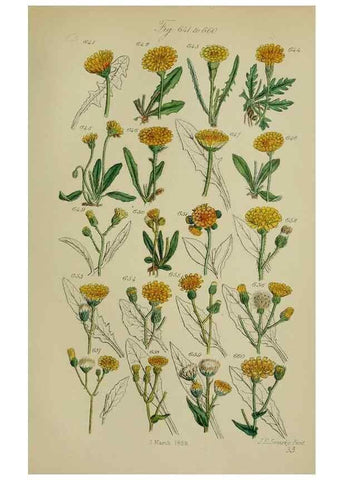 Reproducción/Reproduction 7507499022: British wild flowers.. London,J. Van Voorst,1876.