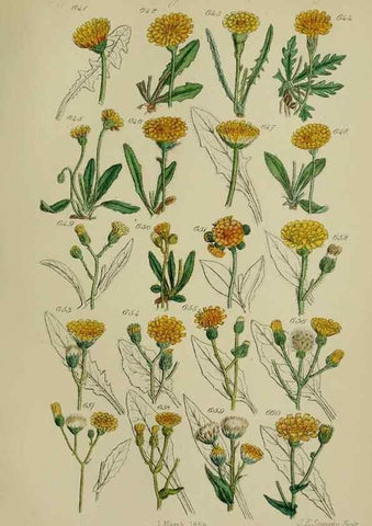 Reproducción/Reproduction 7507499022: British wild flowers.. London,J. Van Voorst,1876.