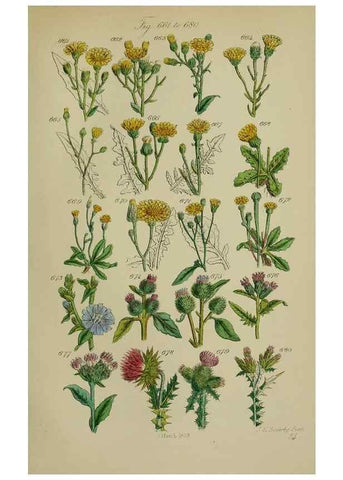 Reproducción/Reproduction 7507500220: British wild flowers.. London,J. Van Voorst,1876.