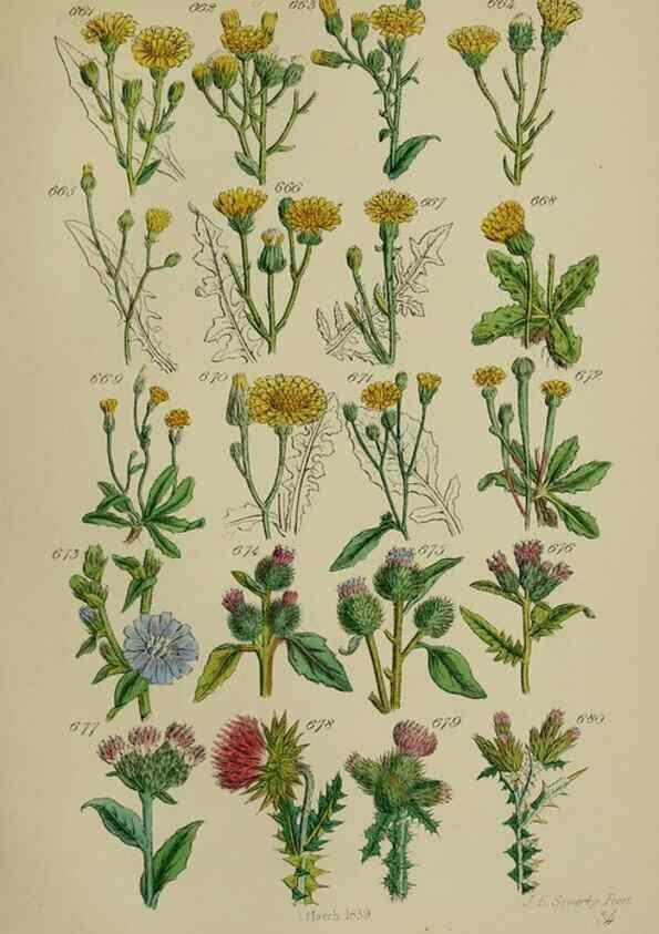 Reproducción/Reproduction 7507500220: British wild flowers.. London,J. Van Voorst,1876.