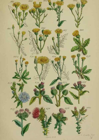Reproducción/Reproduction 7507500220: British wild flowers.. London,J. Van Voorst,1876.
