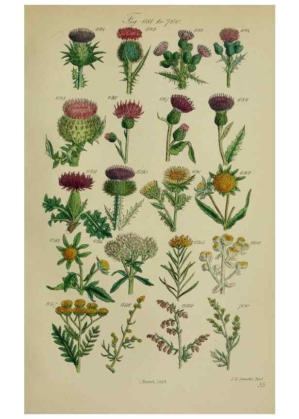 Reproducción/Reproduction 7507501456: British wild flowers.. London,J. Van Voorst,1876.