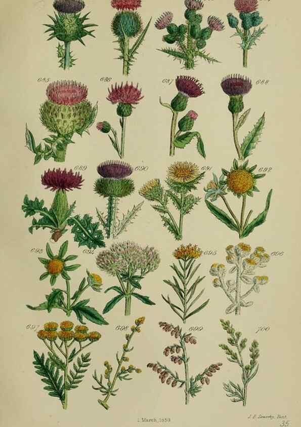 Reproducción/Reproduction 7507501456: British wild flowers.. London,J. Van Voorst,1876.