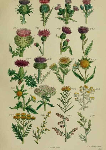 Reproducción/Reproduction 7507501456: British wild flowers.. London,J. Van Voorst,1876.