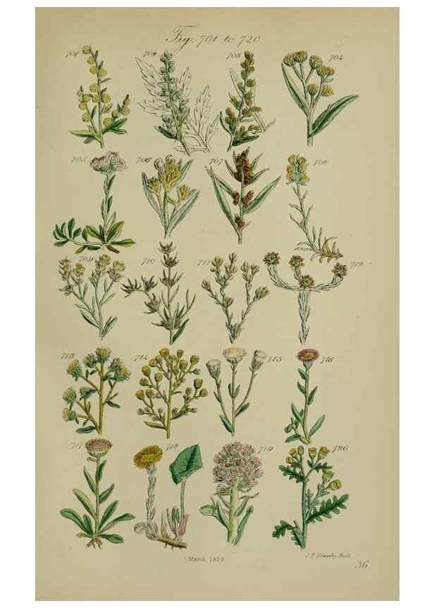 Reproducción/Reproduction 7507502936: British wild flowers.. London,J. Van Voorst,1876.