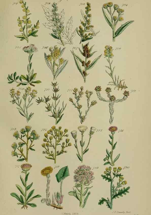Reproducción/Reproduction 7507502936: British wild flowers.. London,J. Van Voorst,1876.