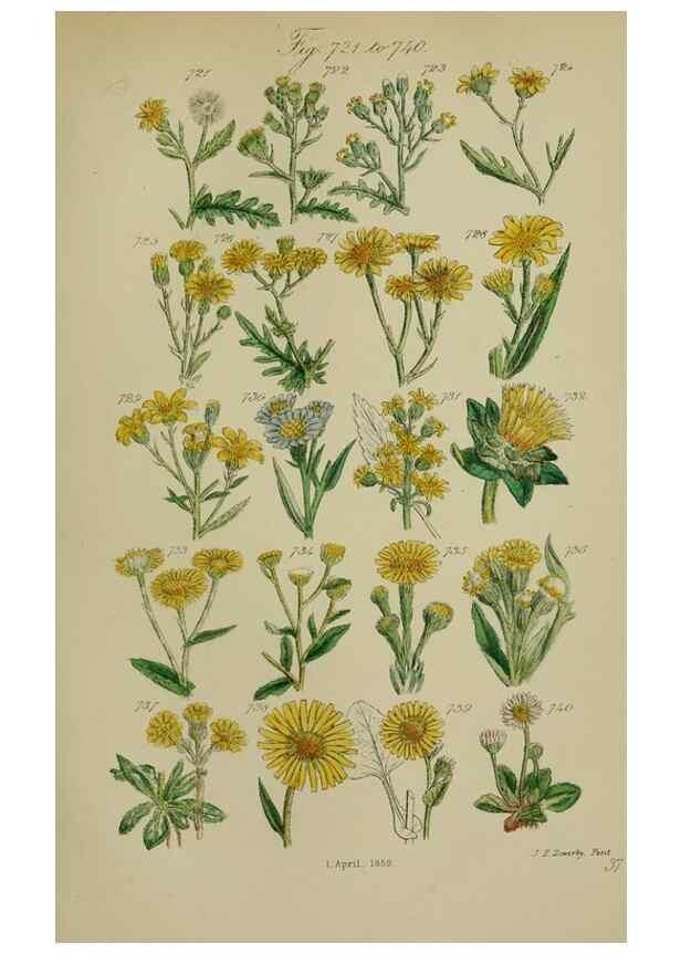 Reproducción/Reproduction 7507504136: British wild flowers.. London,J. Van Voorst,1876.