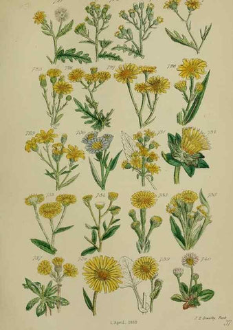 Reproducción/Reproduction 7507504136: British wild flowers.. London,J. Van Voorst,1876.