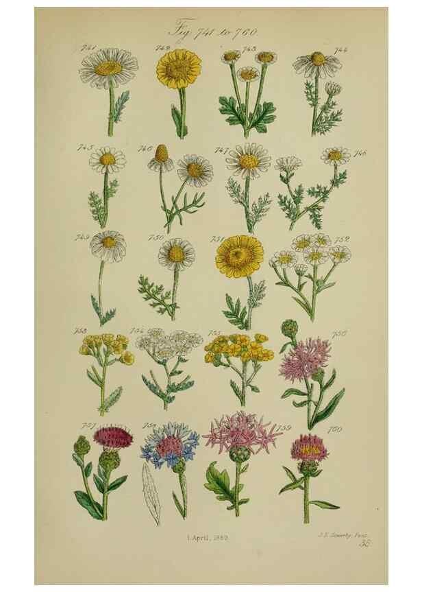 Reproducción/Reproduction 7507505422: British wild flowers.. London,J. Van Voorst,1876.