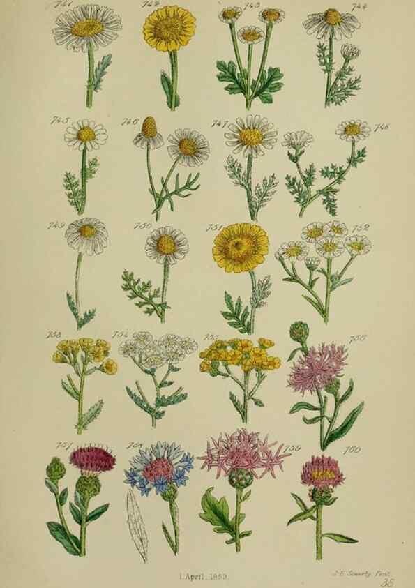 Reproducción/Reproduction 7507505422: British wild flowers.. London,J. Van Voorst,1876.