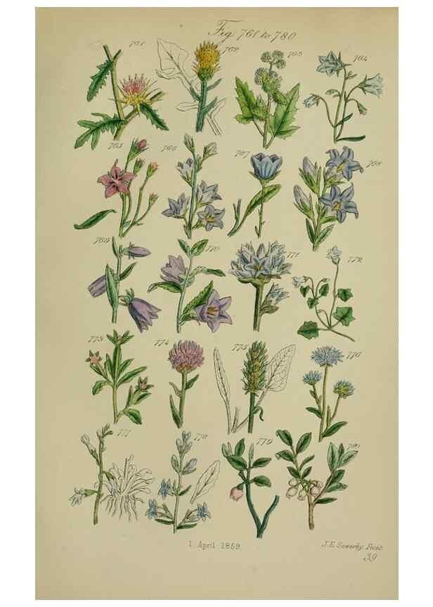 Reproducción/Reproduction 7507506730: British wild flowers.. London,J. Van Voorst,1876.