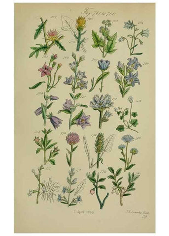 Reproducción/Reproduction 7507506730: British wild flowers.. London,J. Van Voorst,1876.