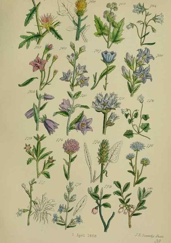 Reproducción/Reproduction 7507506730: British wild flowers.. London,J. Van Voorst,1876.