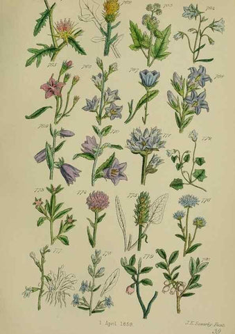 Reproducción/Reproduction 7507506730: British wild flowers.. London,J. Van Voorst,1876.