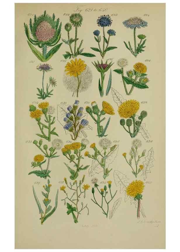 Reproducción/Reproduction 7507497596: British wild flowers.. London,J. Van Voorst,1876.