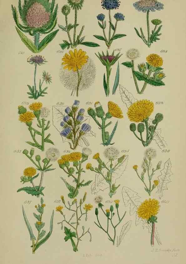 Reproducción/Reproduction 7507497596: British wild flowers.. London,J. Van Voorst,1876.
