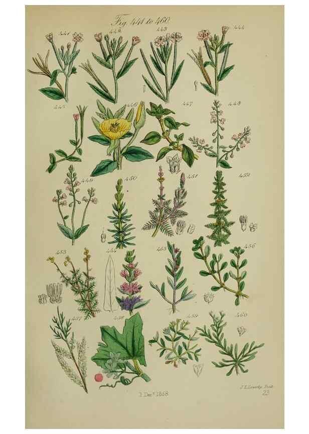 Reproducción/Reproduction 7507485600: British wild flowers.. London,J. Van Voorst,1876.