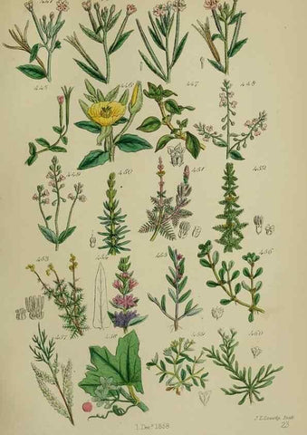 Reproducción/Reproduction 7507485600: British wild flowers.. London,J. Van Voorst,1876.