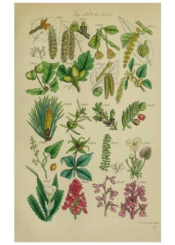Reproducción/Reproduction 7507539692: British wild flowers.. London,J. Van Voorst,1876.
