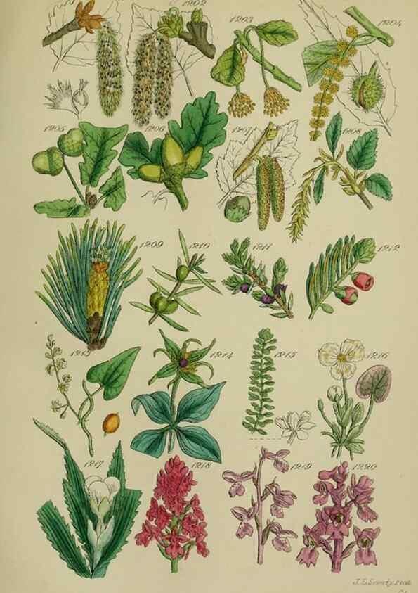 Reproducción/Reproduction 7507539692: British wild flowers.. London,J. Van Voorst,1876.