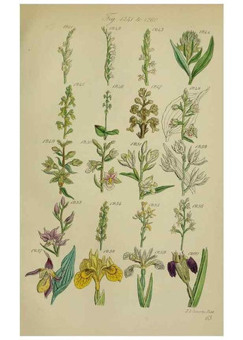 Reproducción/Reproduction 7507542854: British wild flowers.. London,J. Van Voorst,1876.