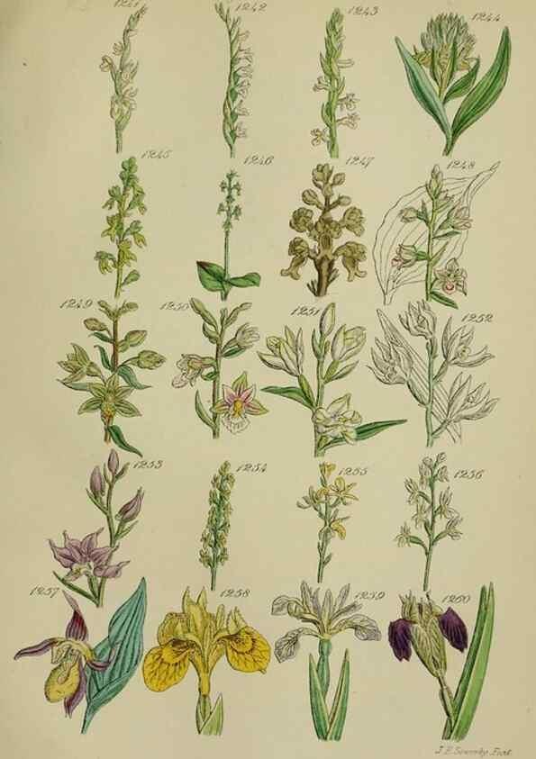 Reproducción/Reproduction 7507542854: British wild flowers.. London,J. Van Voorst,1876.