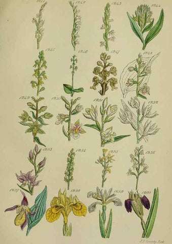 Reproducción/Reproduction 7507542854: British wild flowers.. London,J. Van Voorst,1876.