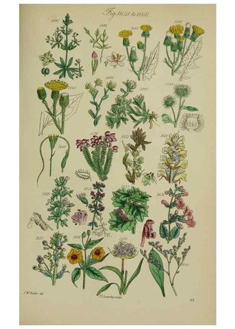 Reproducción/Reproduction 7507573520: British wild flowers.. London,J. Van Voorst,1876.